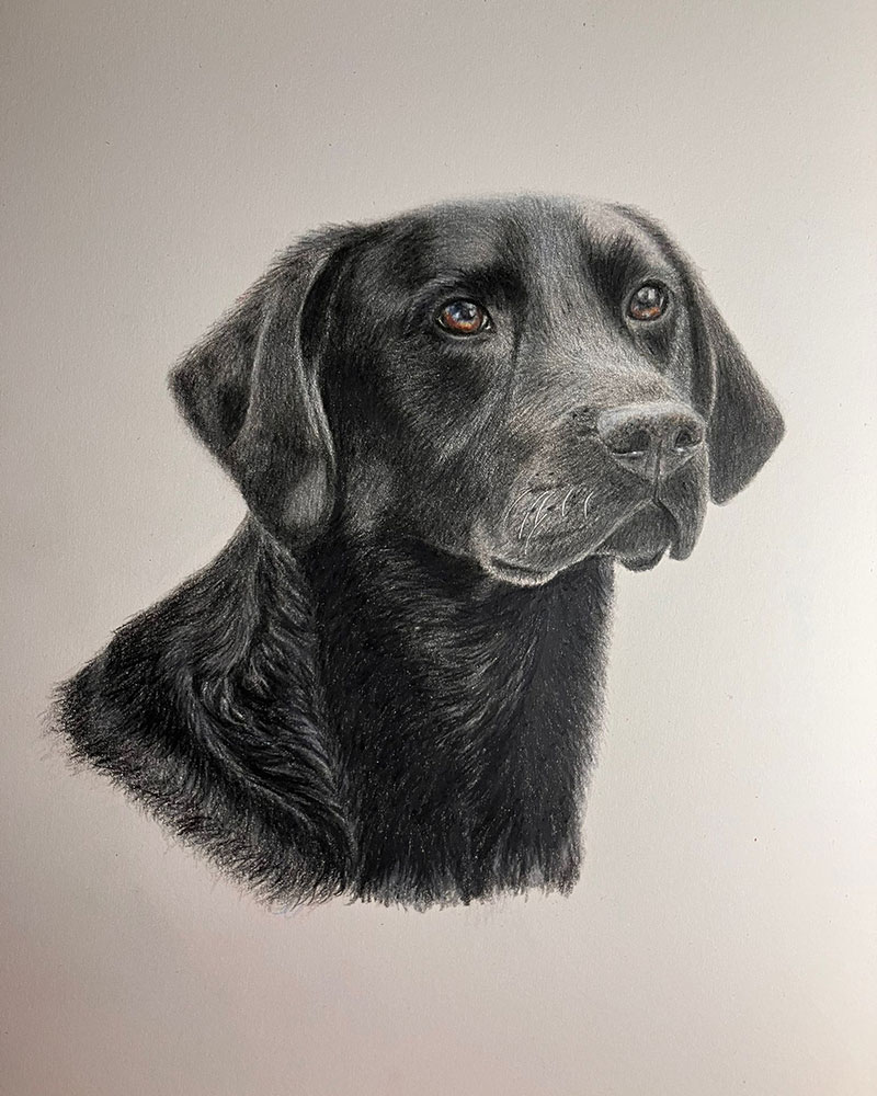 fran-boxall-commissioned-labrador