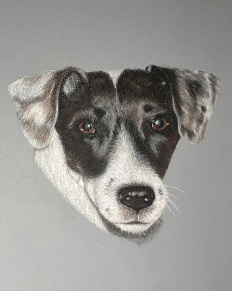 fran-boxall-commissioned-jack-russell-2