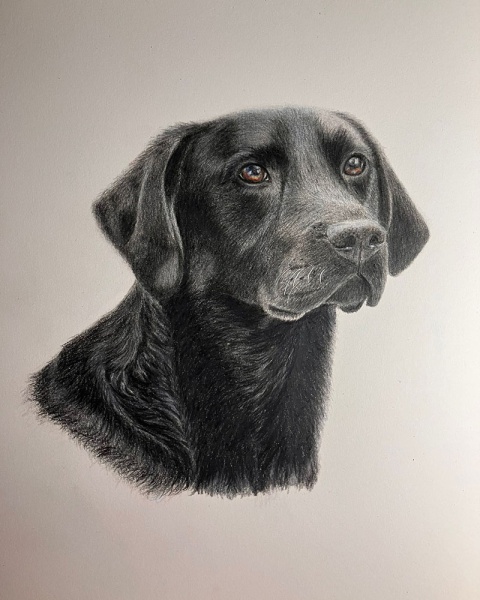 fran-boxall-commissioned-labrador